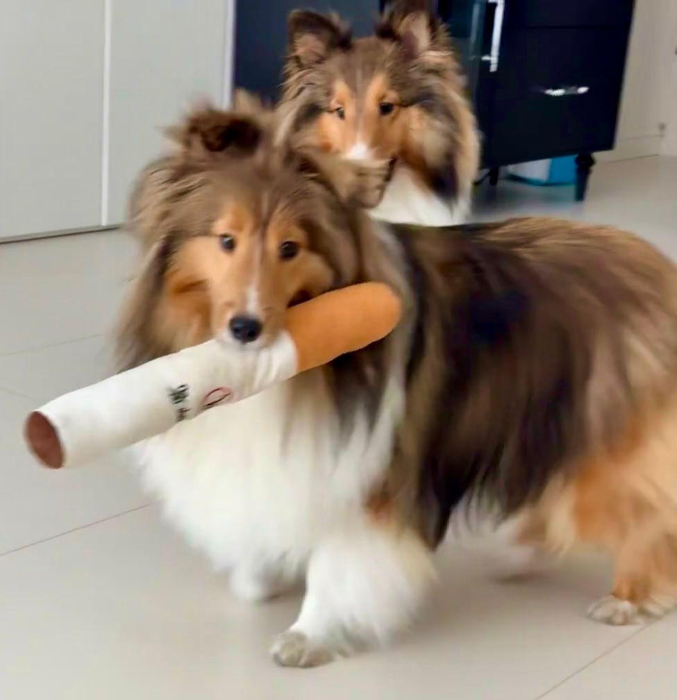 Dog toy cigarettes