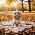 Small dog wearing a cozy knit sweater in an outdoor park setting with autumn leaves